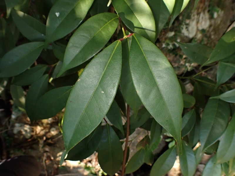 Acer laevigatum photo 8