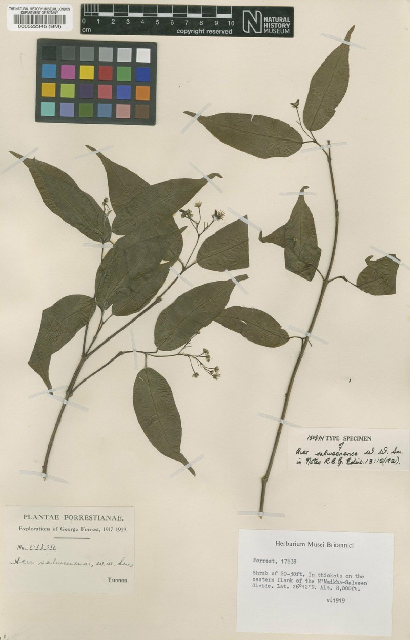 Acer laevigatum var. salweenense