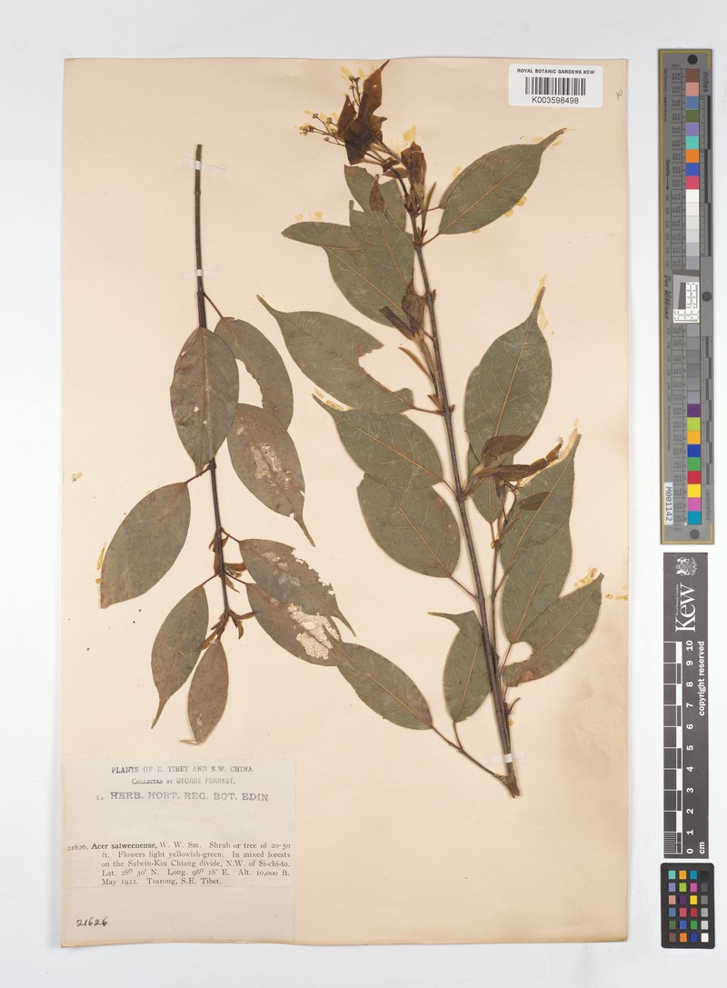 Acer laevigatum var. salweenense photo 4