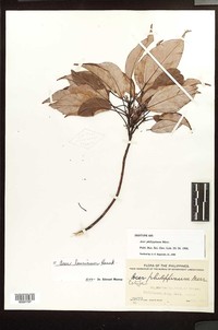 Acer laurinum