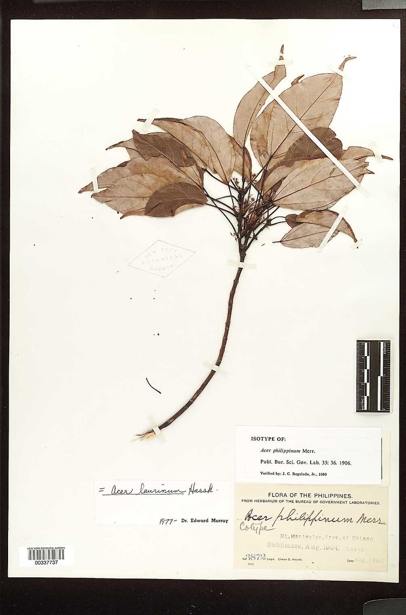 Acer laurinum
