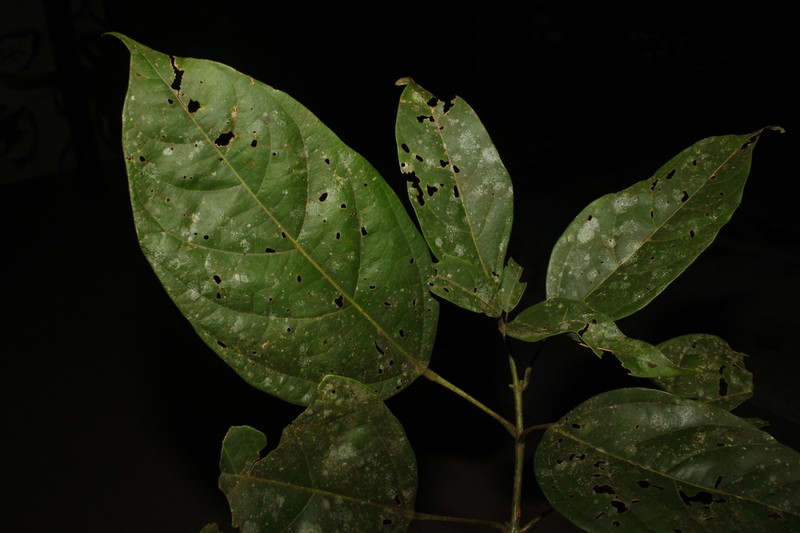 Acer laurinum photo 3