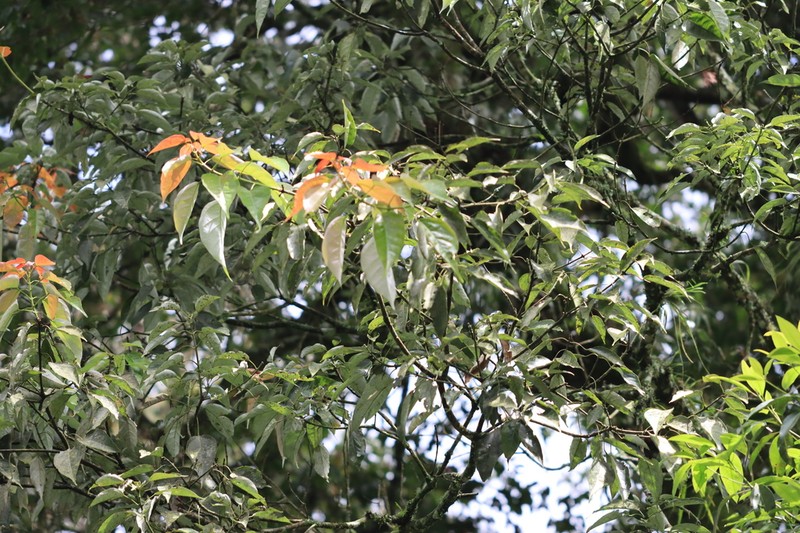 Acer laurinum photo 8