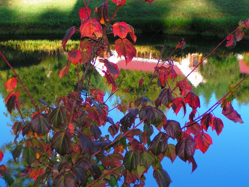 Acer laxiflorum