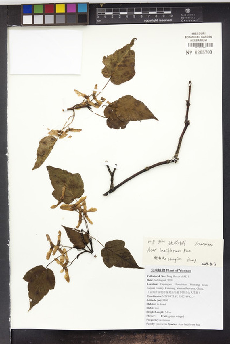Acer laxiflorum photo 3