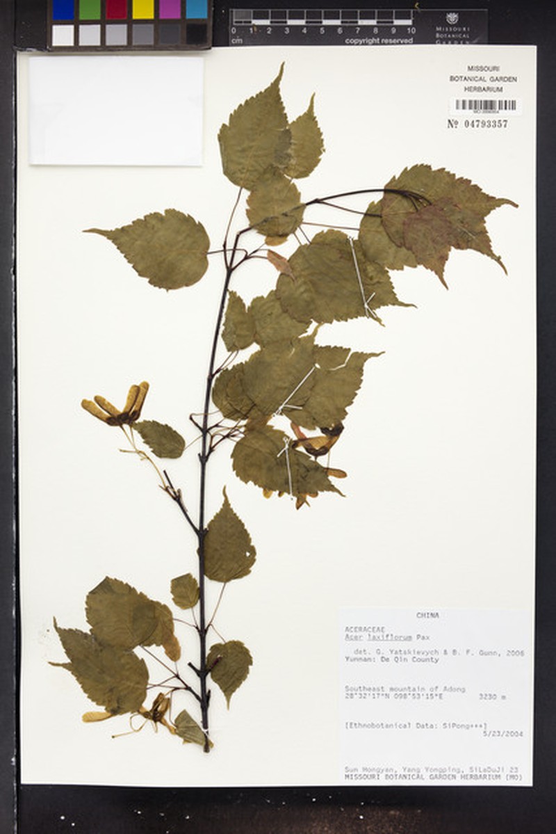 Acer laxiflorum photo 4