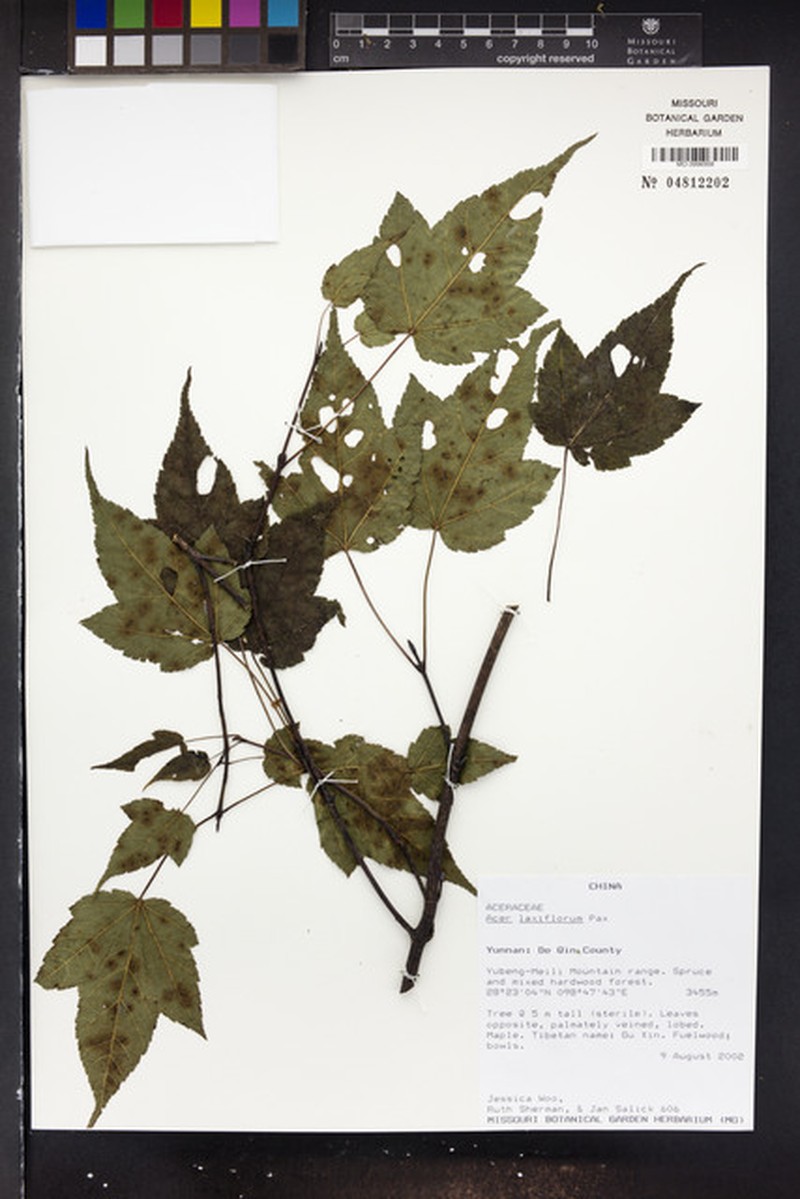 Acer laxiflorum photo 5