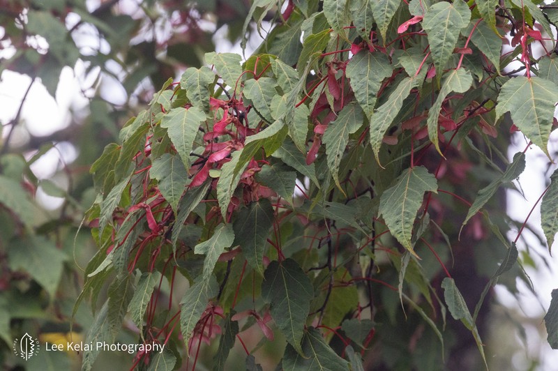 Acer laxiflorum photo 6