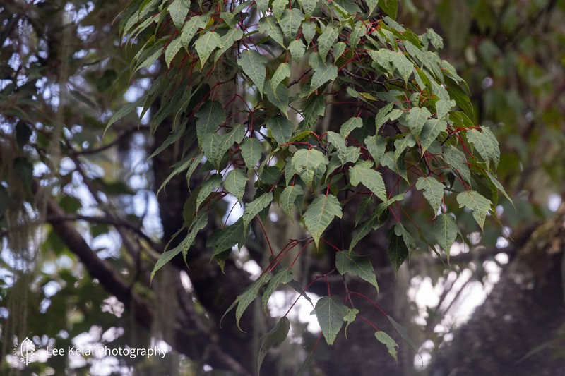 Acer laxiflorum photo 7