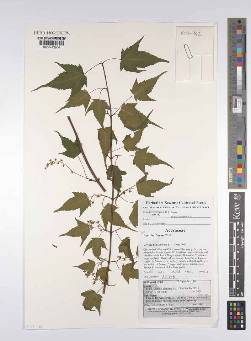 Acer laxiflorum photo 8
