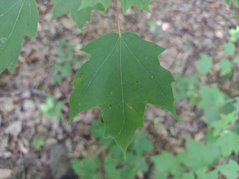 Chalk Maple photo 6