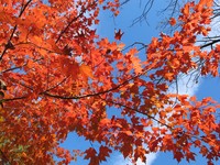 hybrid sugar maple
