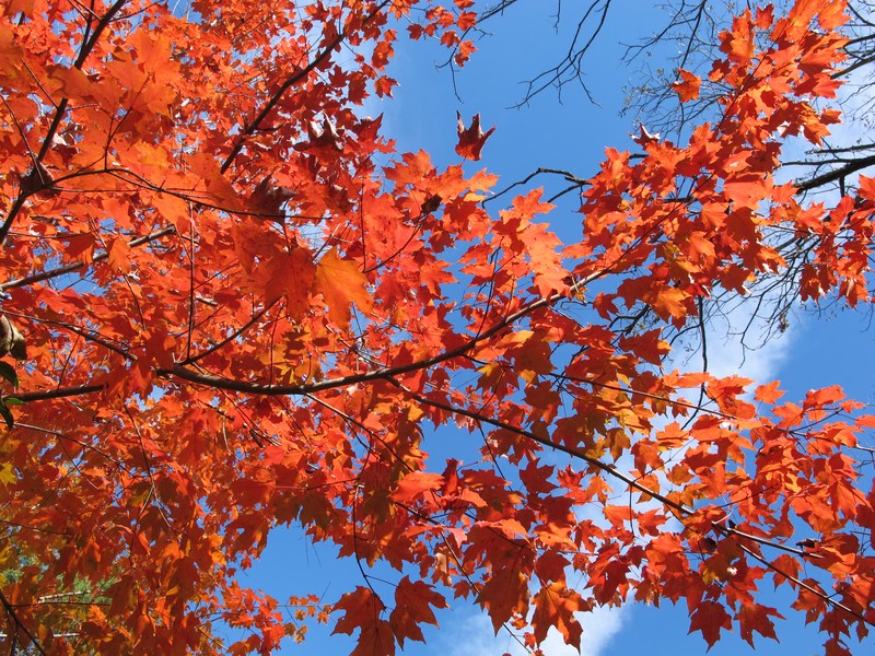 hybrid sugar maple