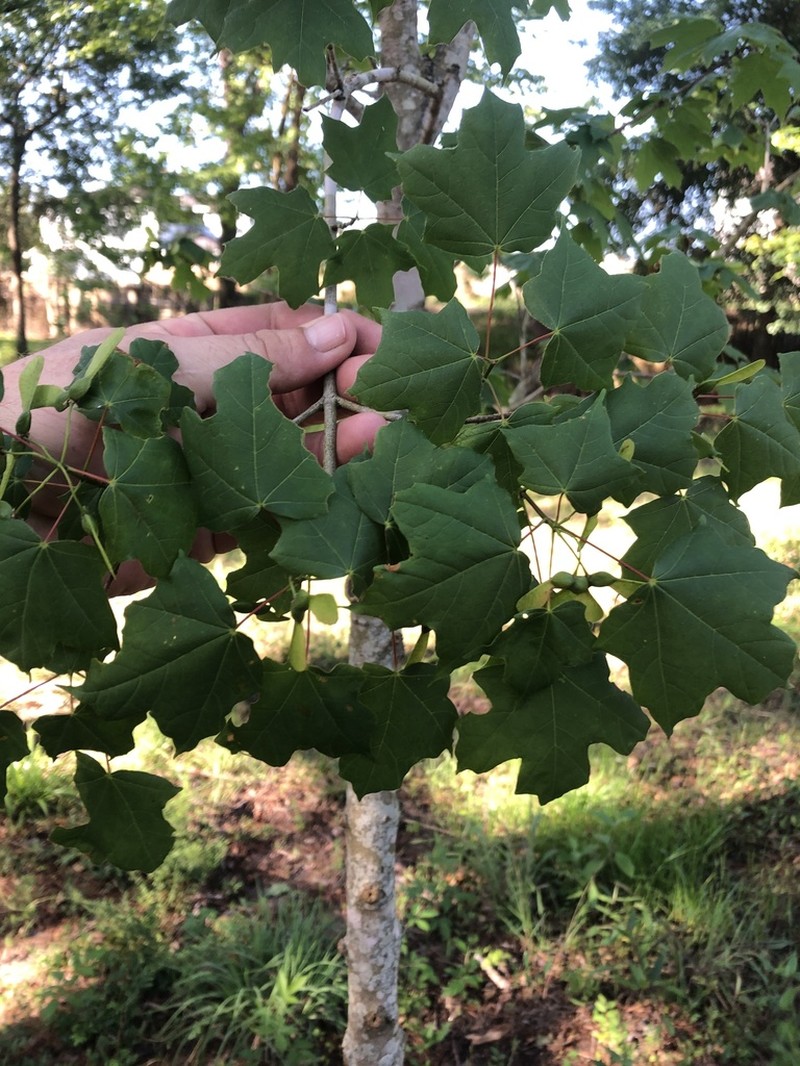 hybrid sugar maple photo 7