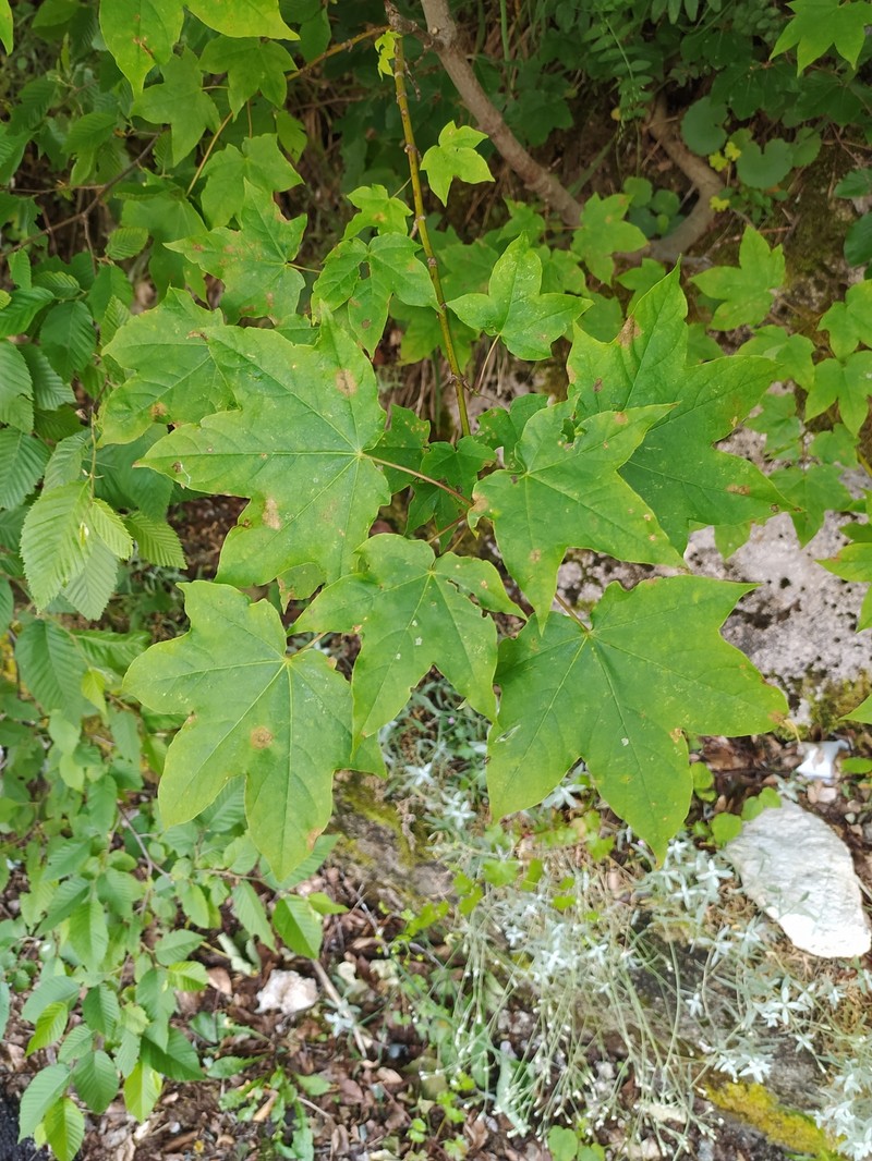 Acer lobelii