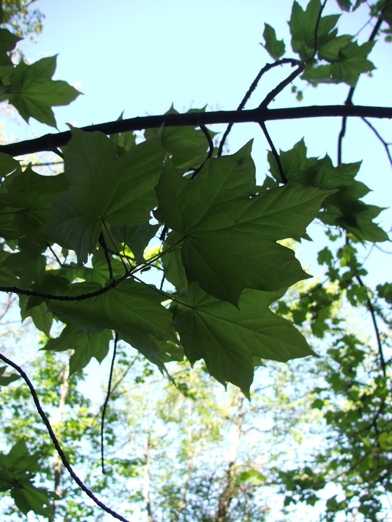 Acer lobelii photo 2