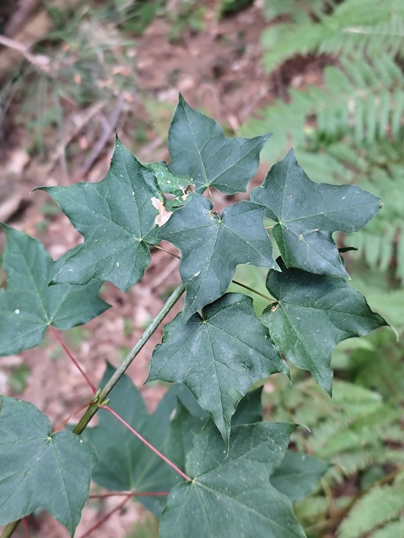 Acer lobelii photo 3
