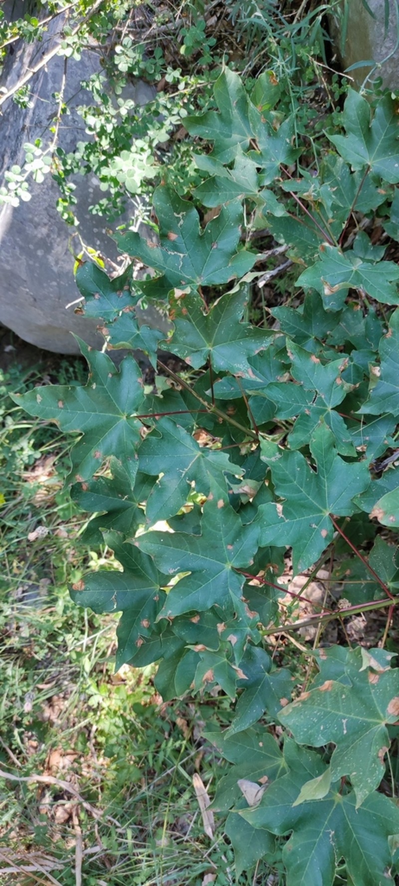Acer lobelii photo 4