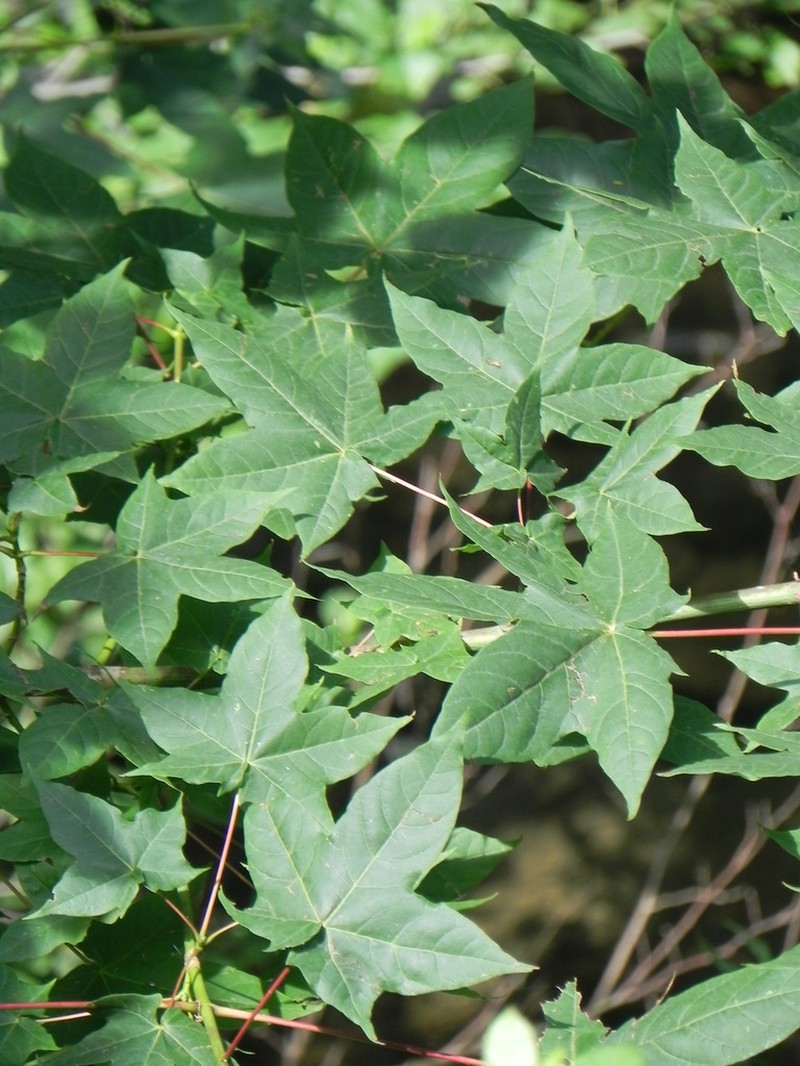 Acer lobelii photo 5