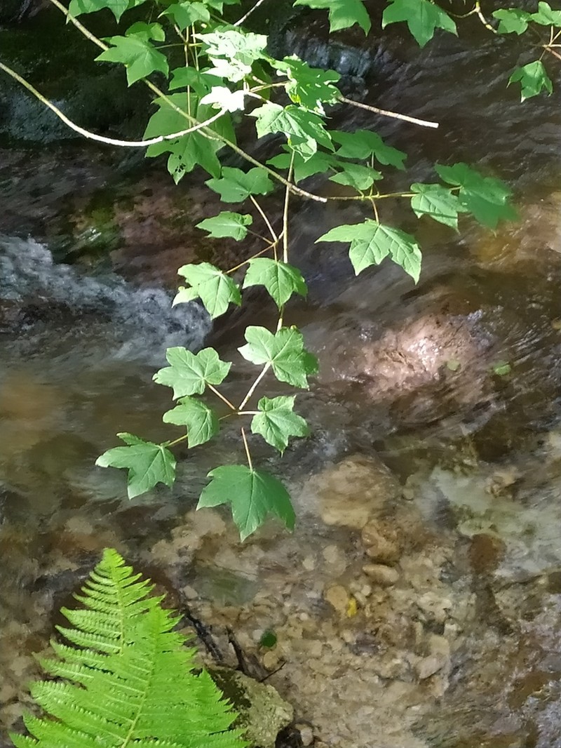 Acer lobelii photo 6
