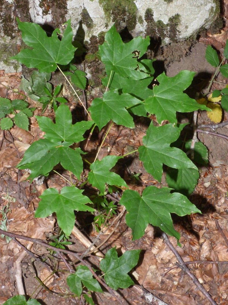 Acer lobelii photo 7
