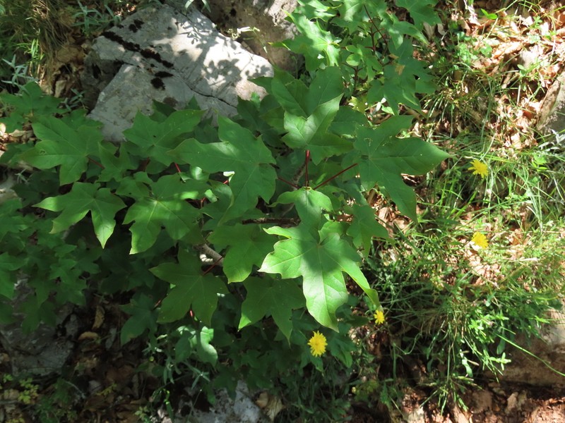 Acer lobelii photo 8
