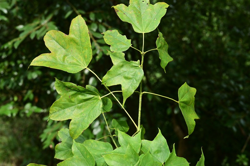 Acer longipes photo 3