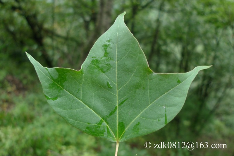 Acer longipes photo 4