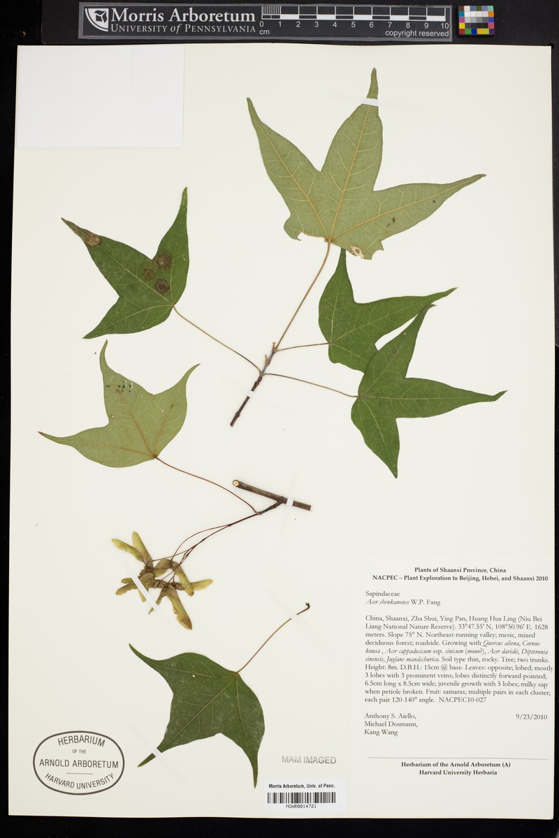Acer longipes photo 6