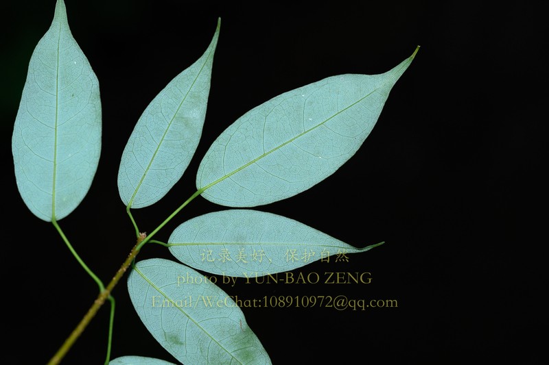 Acer lucidum photo 2