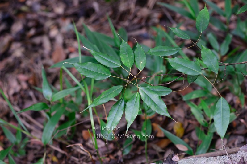 Acer lucidum photo 4