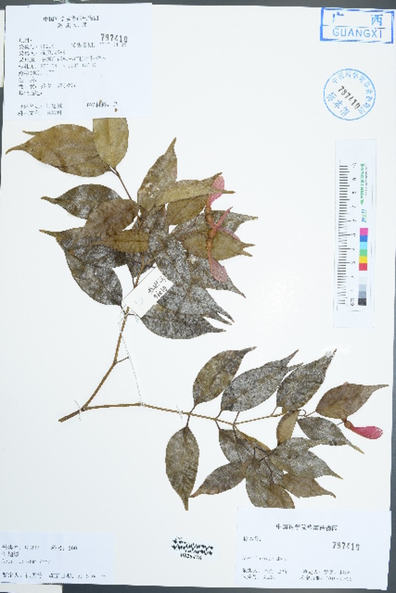 Acer lucidum photo 6
