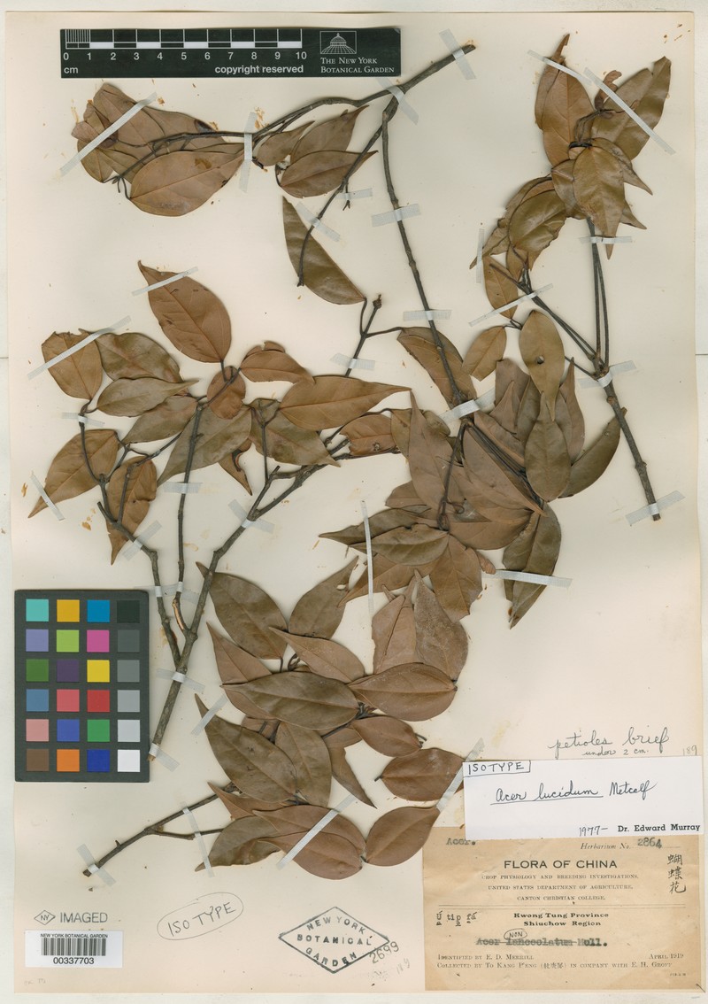 Acer lucidum photo 7