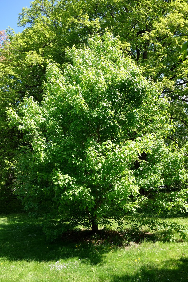 Acer lungshengense