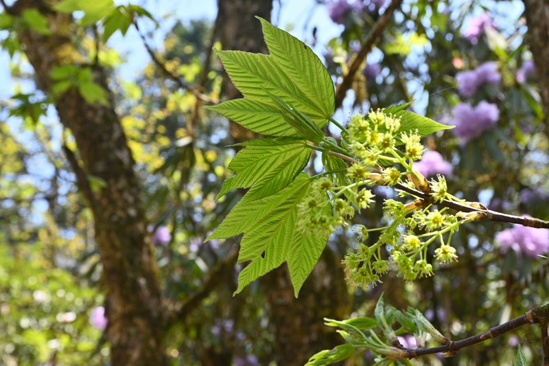 Acer lungshengense photo 2