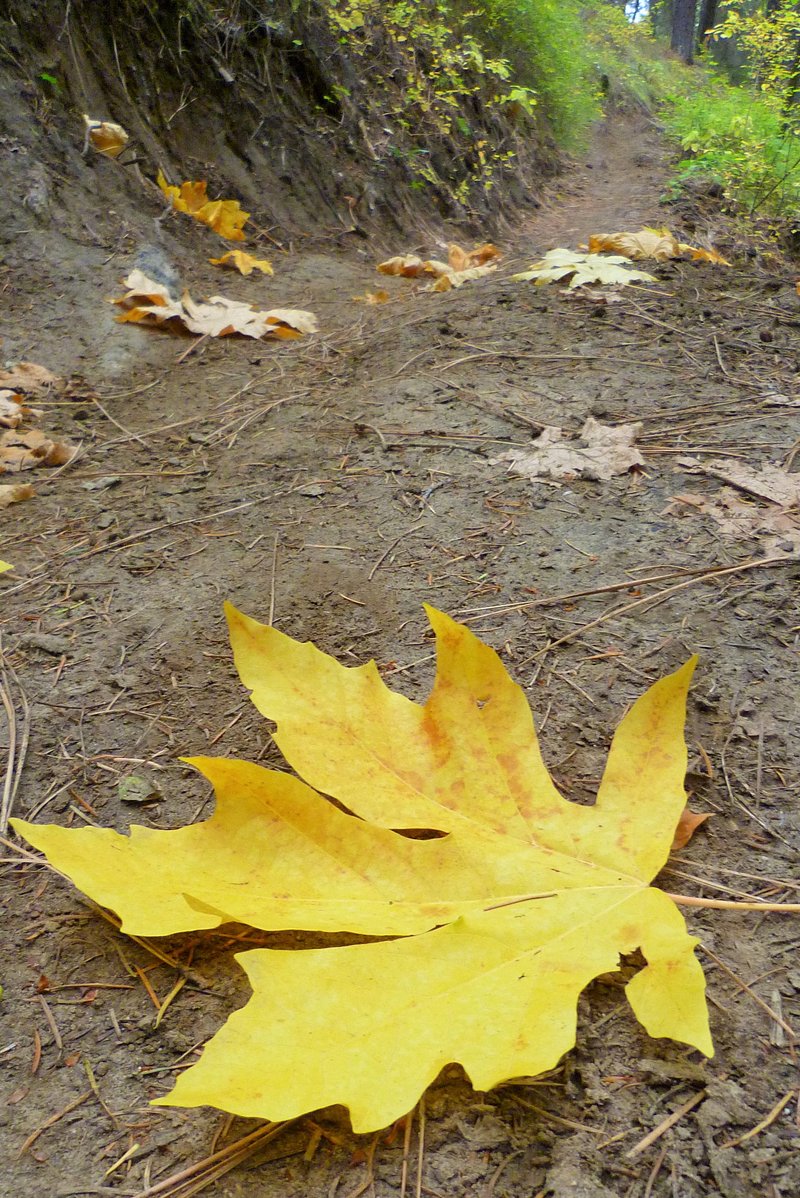 Bigleaf Maple photo 4
