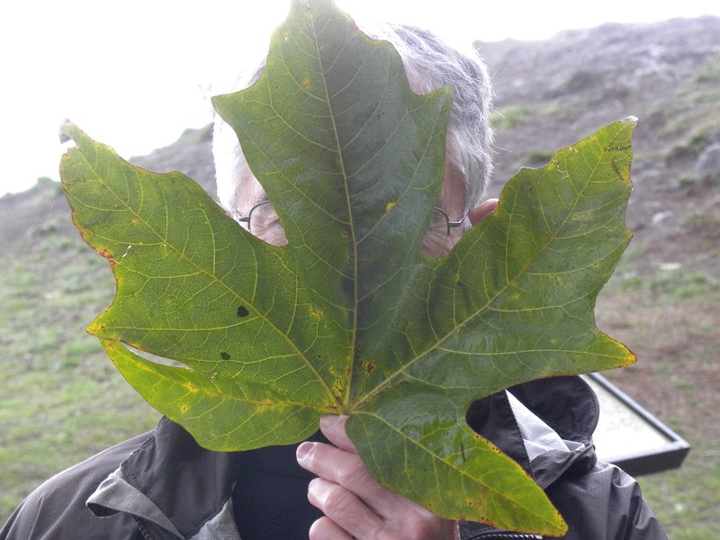Bigleaf Maple photo 5