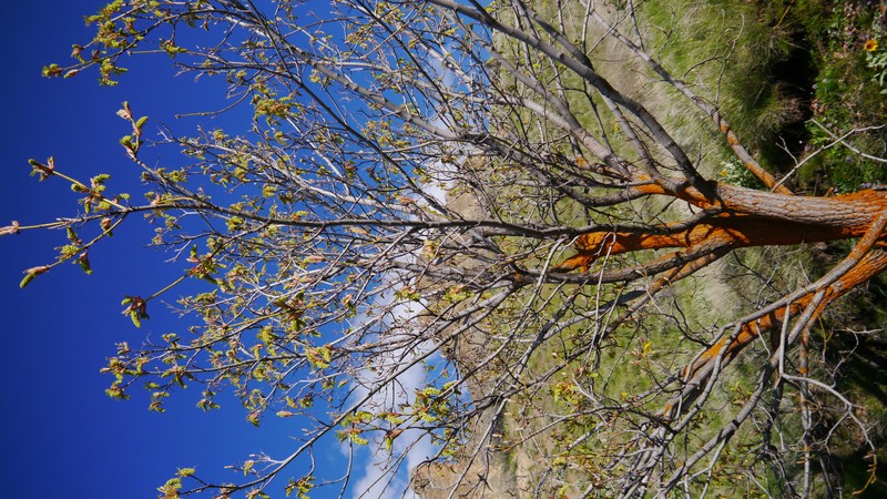 Bigleaf Maple photo 3