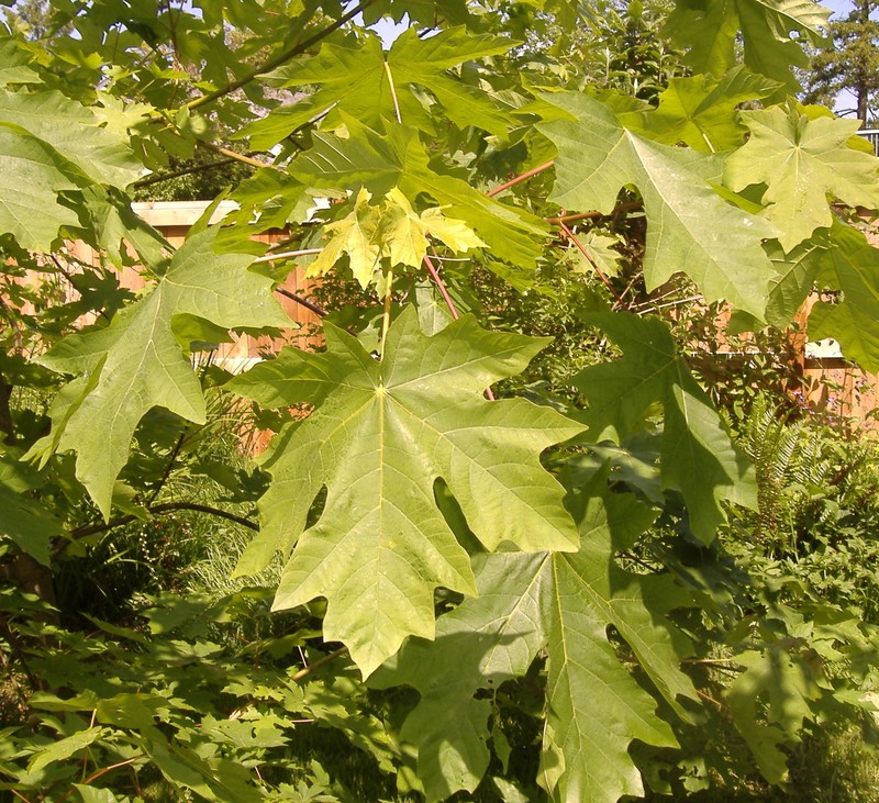 Bigleaf Maple