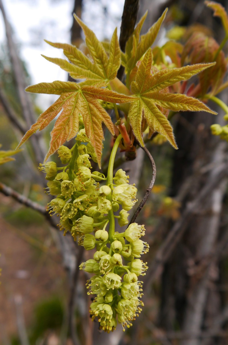 Bigleaf Maple photo 2