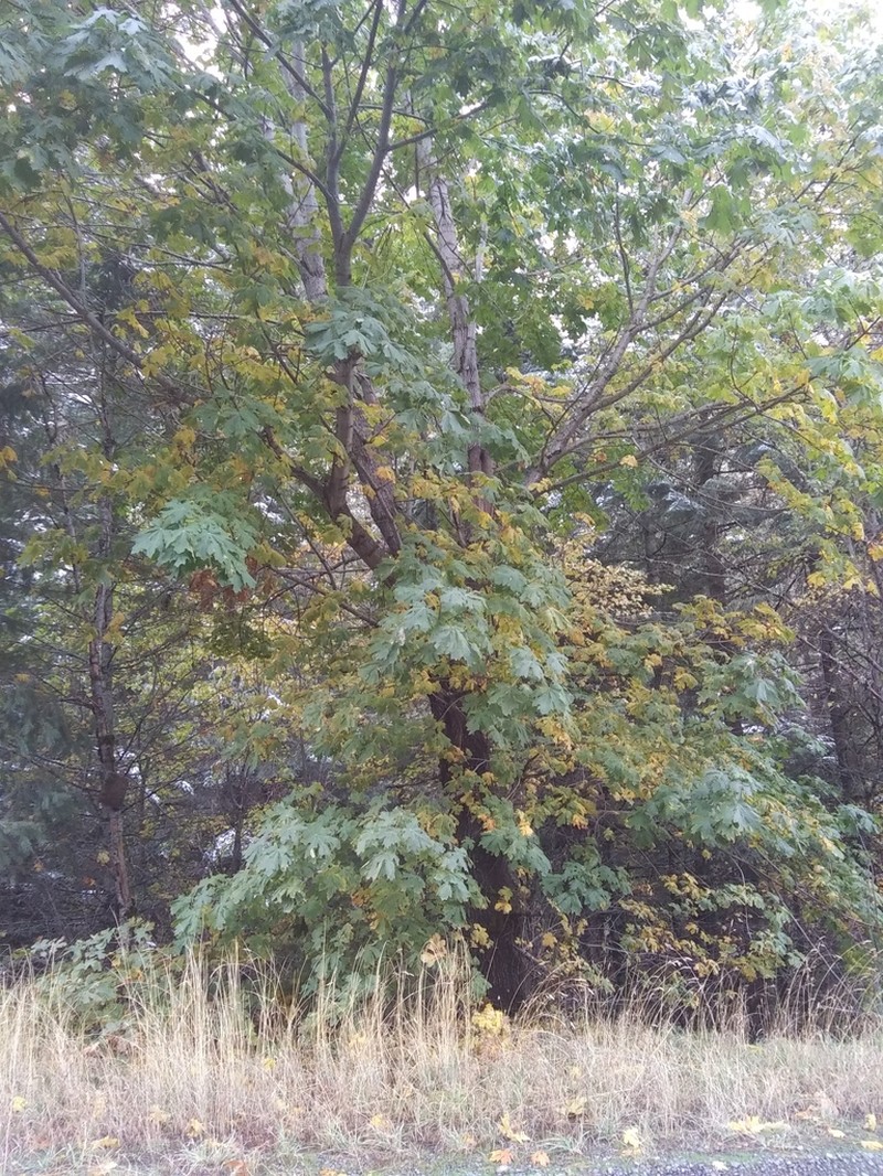 Bigleaf Maple photo 6
