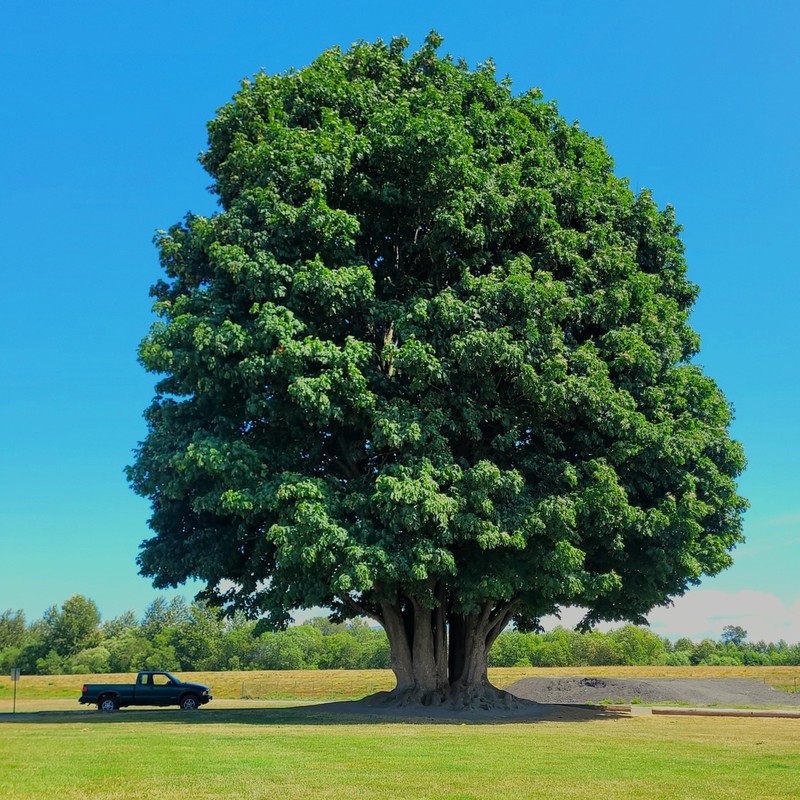 Bigleaf Maple photo 7