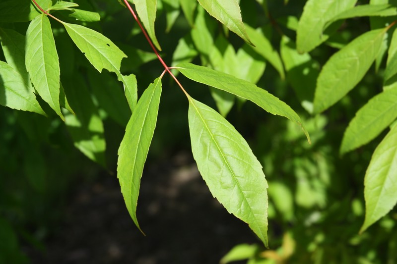 Acer mandshuricum