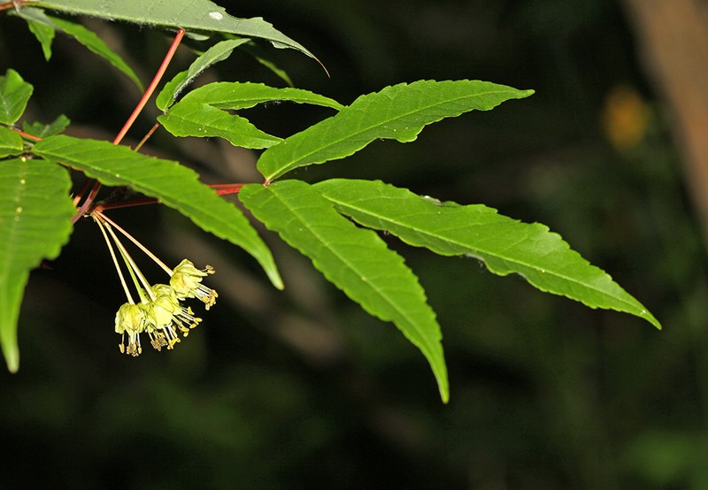Acer mandshuricum photo 2