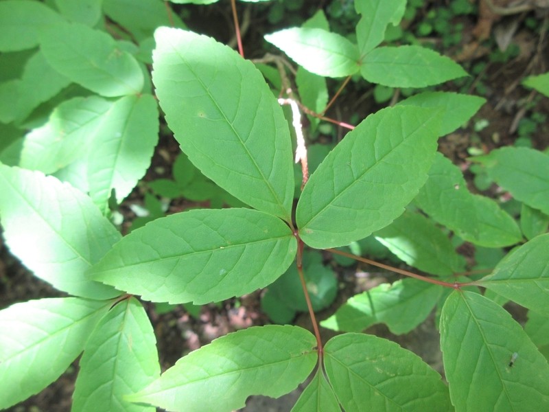 Acer mandshuricum photo 3