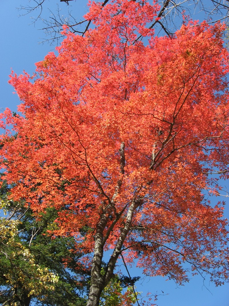 Acer mandshuricum photo 4