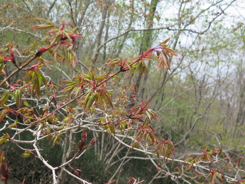 Acer mandshuricum photo 5