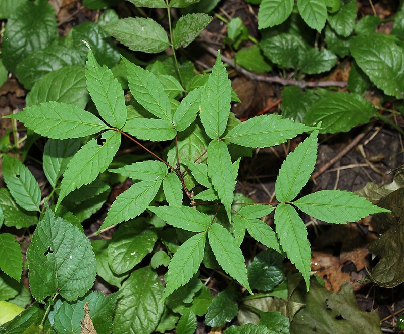 Acer mandshuricum photo 6