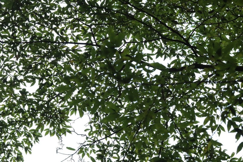 Acer mandshuricum photo 7