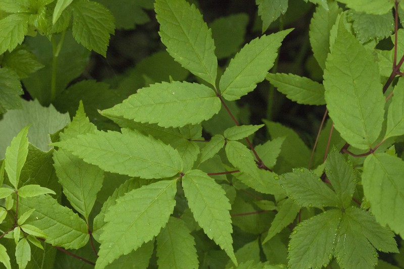 Acer mandshuricum photo 8